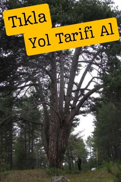 Dokuz Kardeşler çamı Çankırı Dokuz kardeşler çamı
