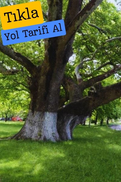 Fetih çınarları fetih çınarları zonguldak