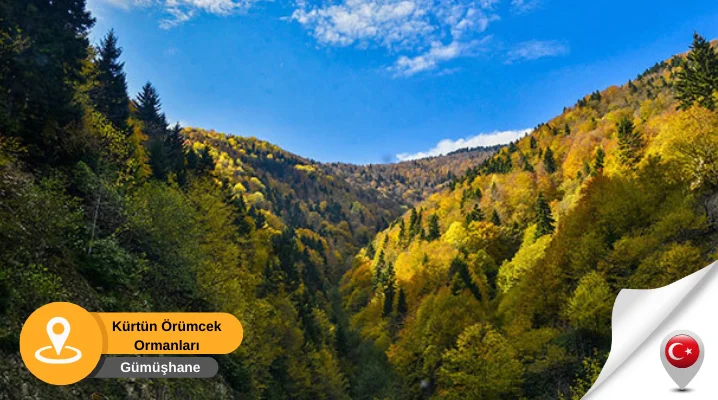 Kürtün Örümcek Ormanları Gümüşhane Gümüşhane Kürtün Örümcek Ormanları