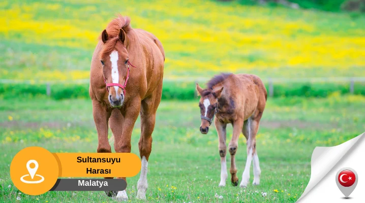 Malatya Sultansuyu Harası Sultansuyu Harası Malatya